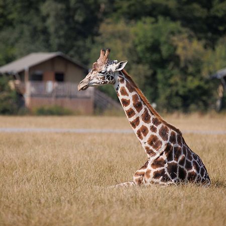 Knuthenborg Safaripark Hotel Maribo Bagian luar foto
