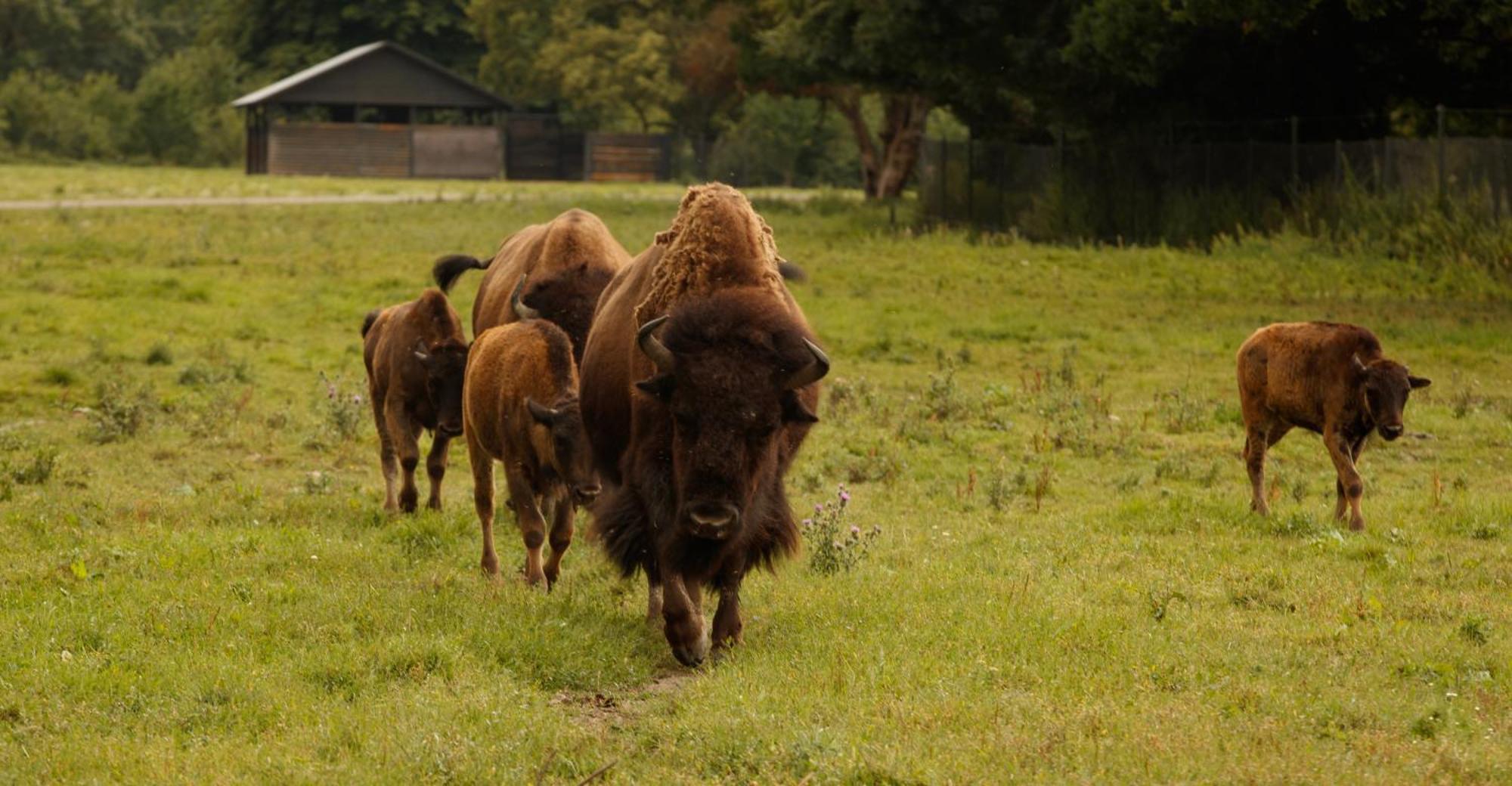 Knuthenborg Safaripark Hotel Maribo Bagian luar foto
