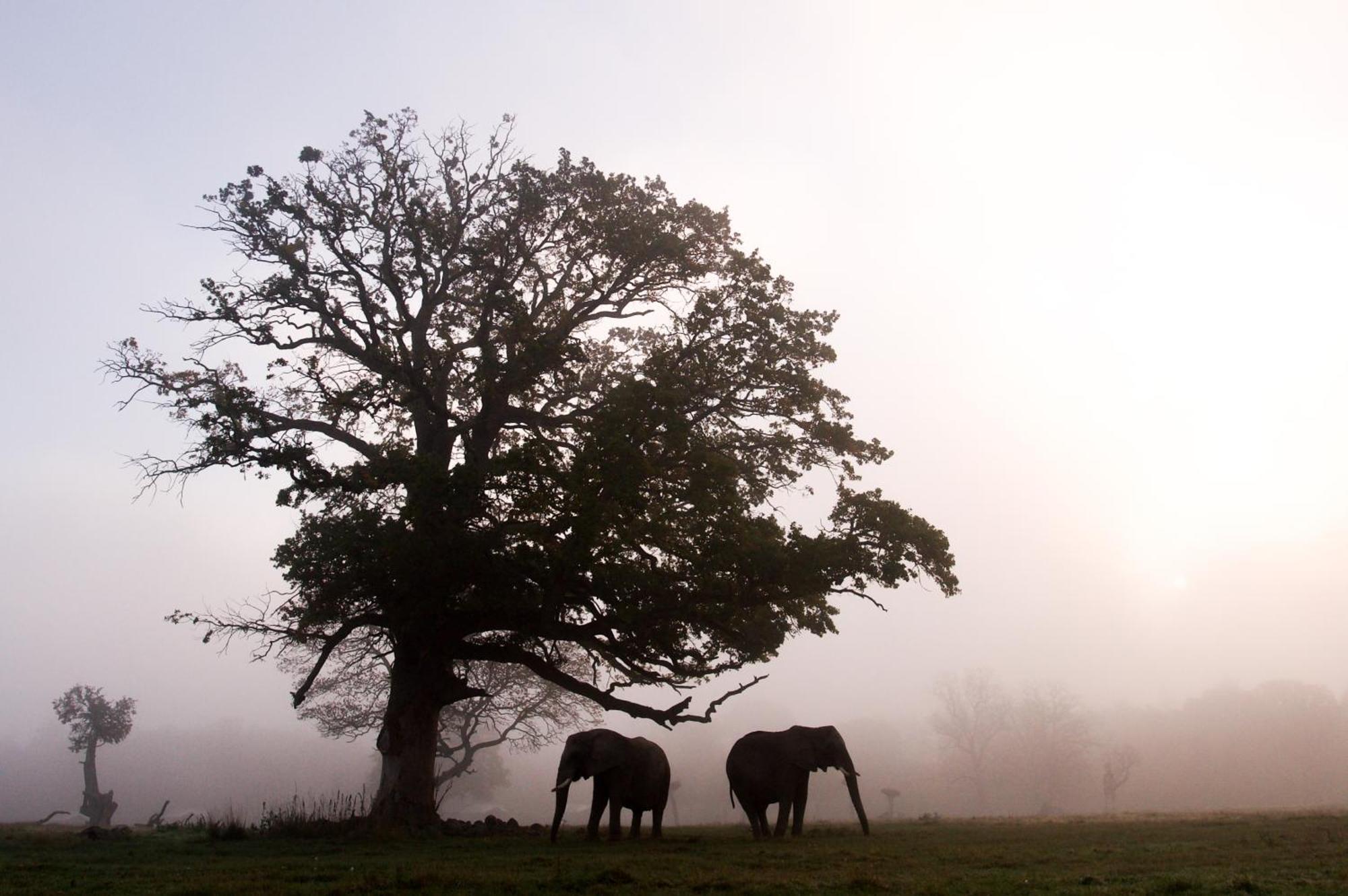Knuthenborg Safaripark Hotel Maribo Bagian luar foto