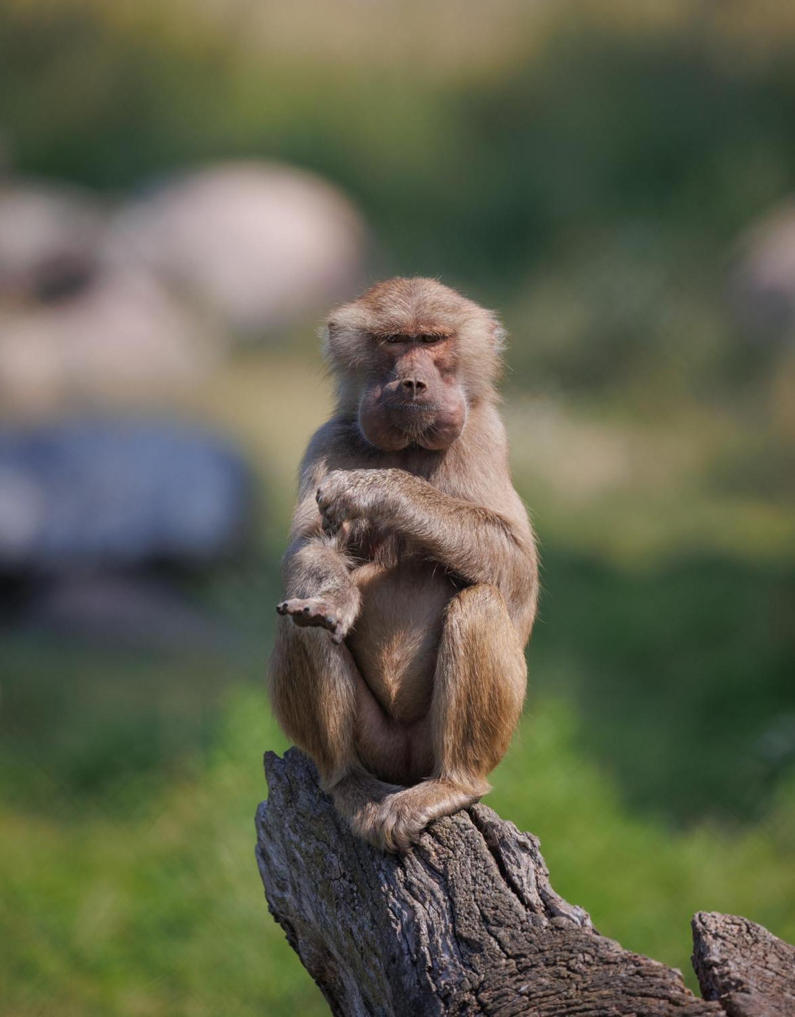 Knuthenborg Safaripark Hotel Maribo Bagian luar foto