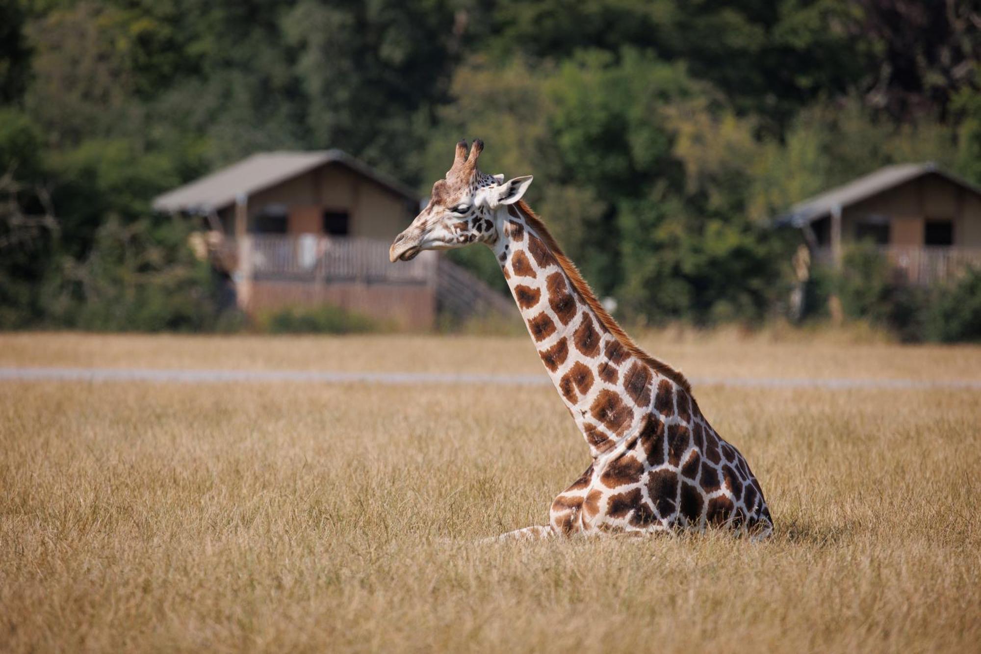 Knuthenborg Safaripark Hotel Maribo Bagian luar foto