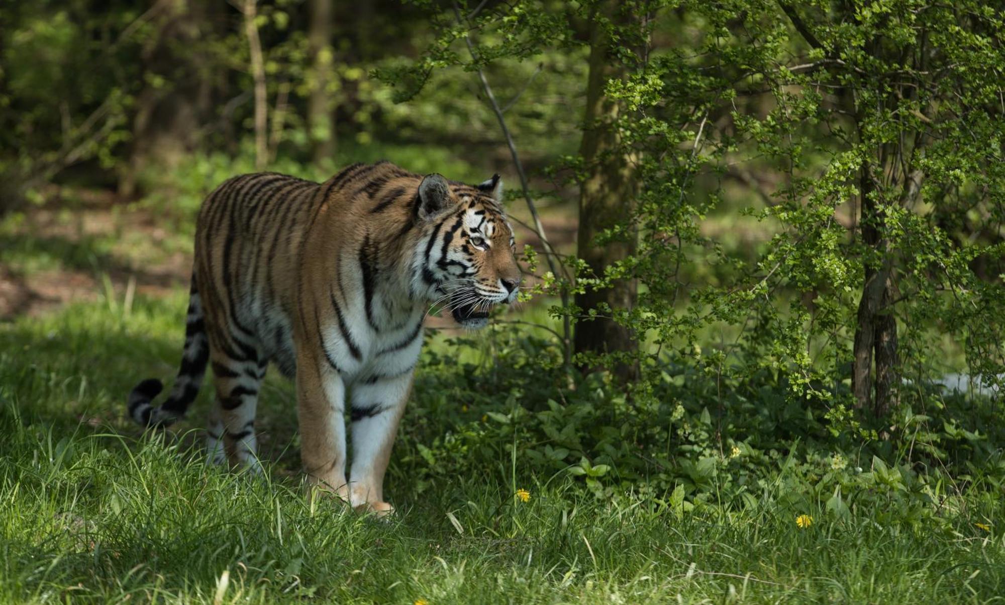 Knuthenborg Safaripark Hotel Maribo Bagian luar foto