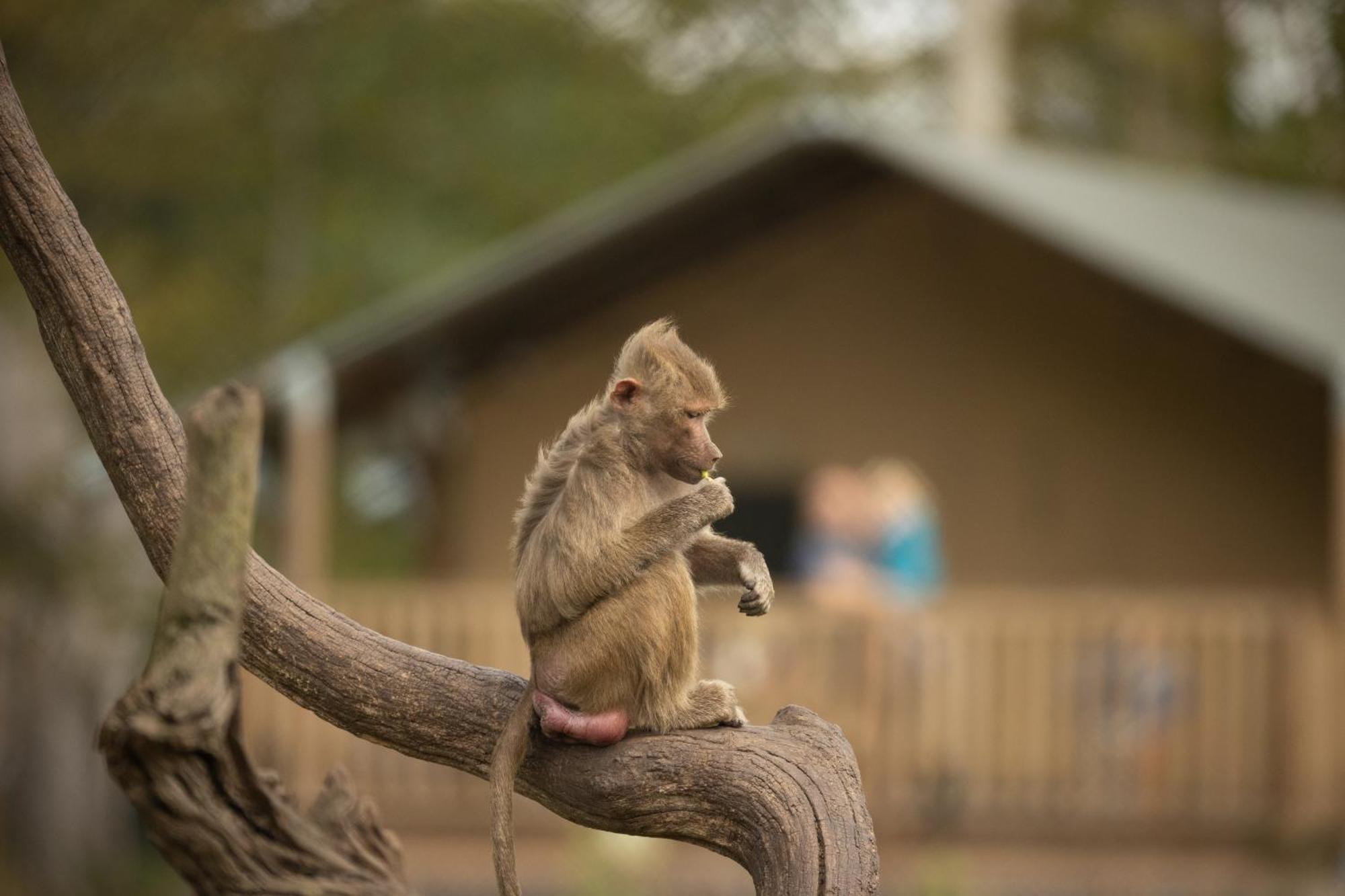 Knuthenborg Safaripark Hotel Maribo Bagian luar foto
