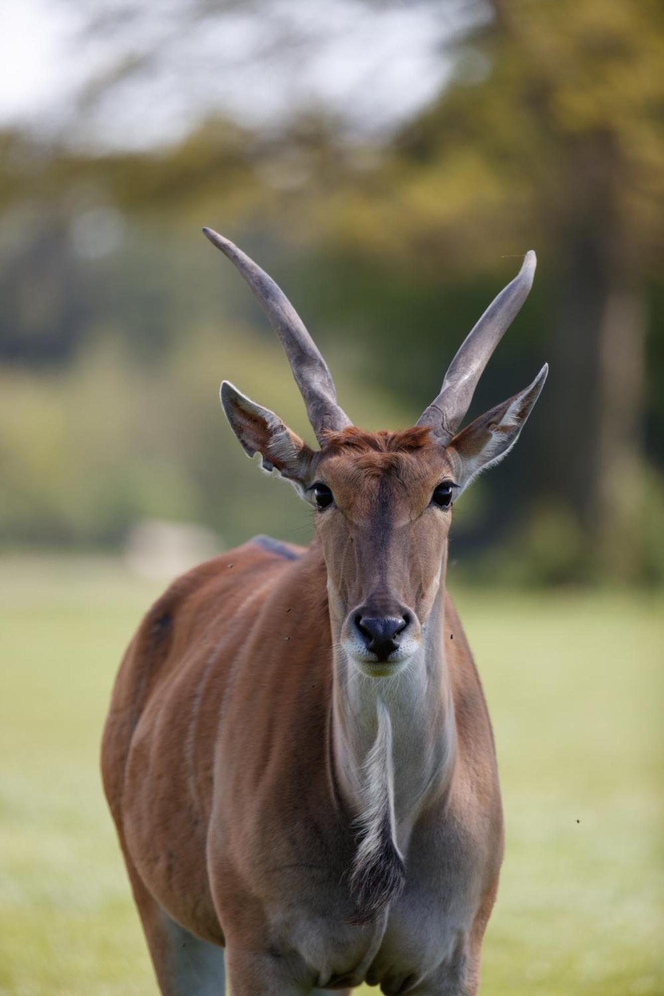 Knuthenborg Safaripark Hotel Maribo Bagian luar foto