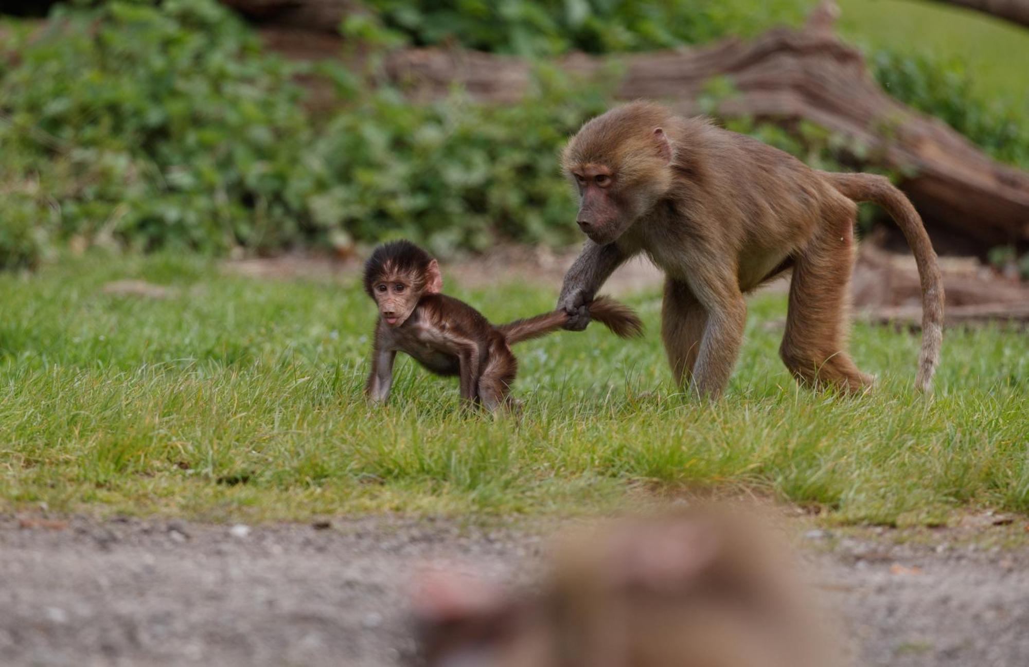Knuthenborg Safaripark Hotel Maribo Bagian luar foto