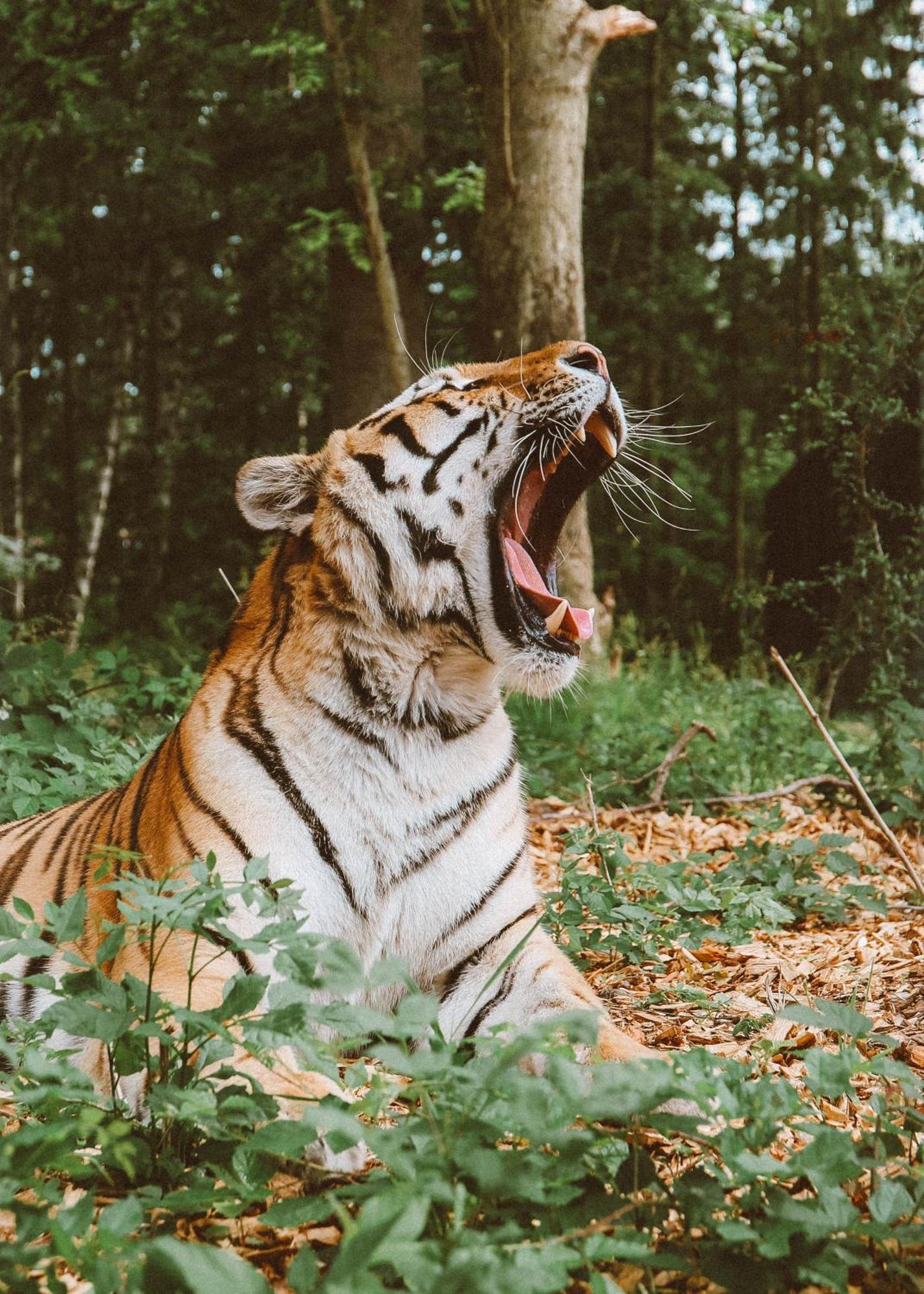 Knuthenborg Safaripark Hotel Maribo Bagian luar foto
