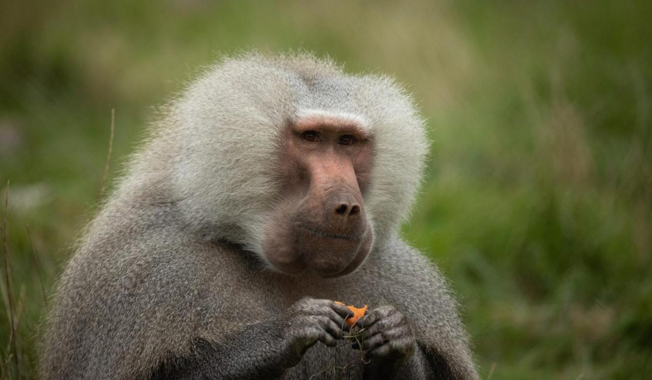 Knuthenborg Safaripark Hotel Maribo Bagian luar foto