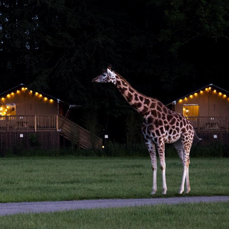 Knuthenborg Safaripark Hotel Maribo Bagian luar foto