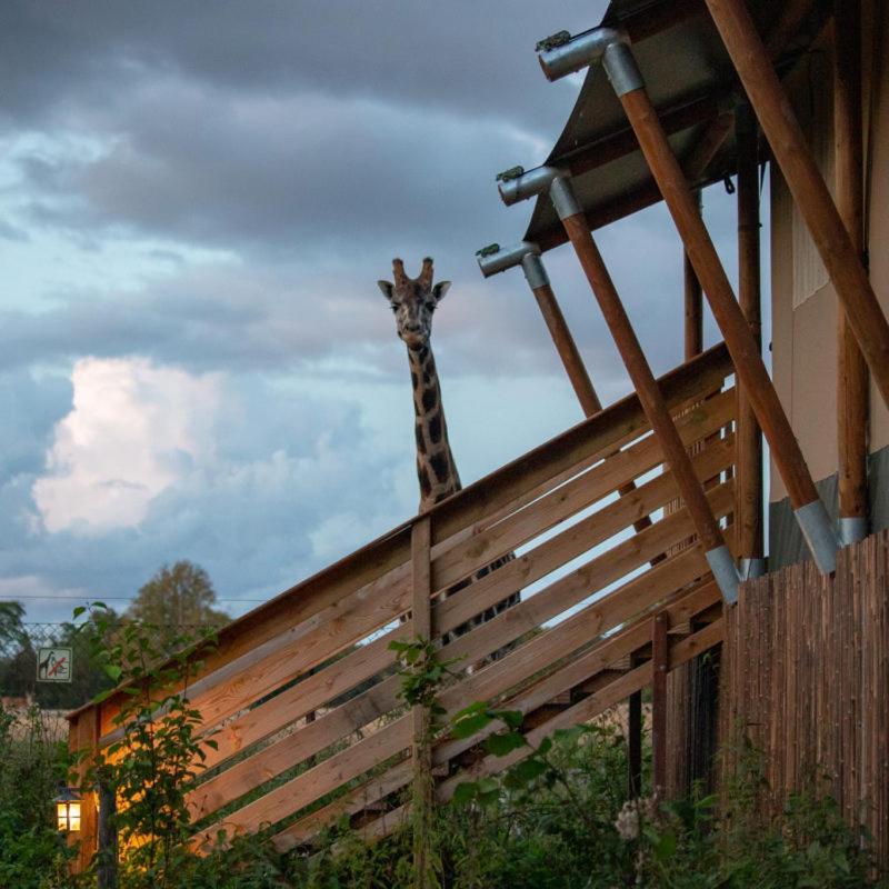 Knuthenborg Safaripark Hotel Maribo Bagian luar foto