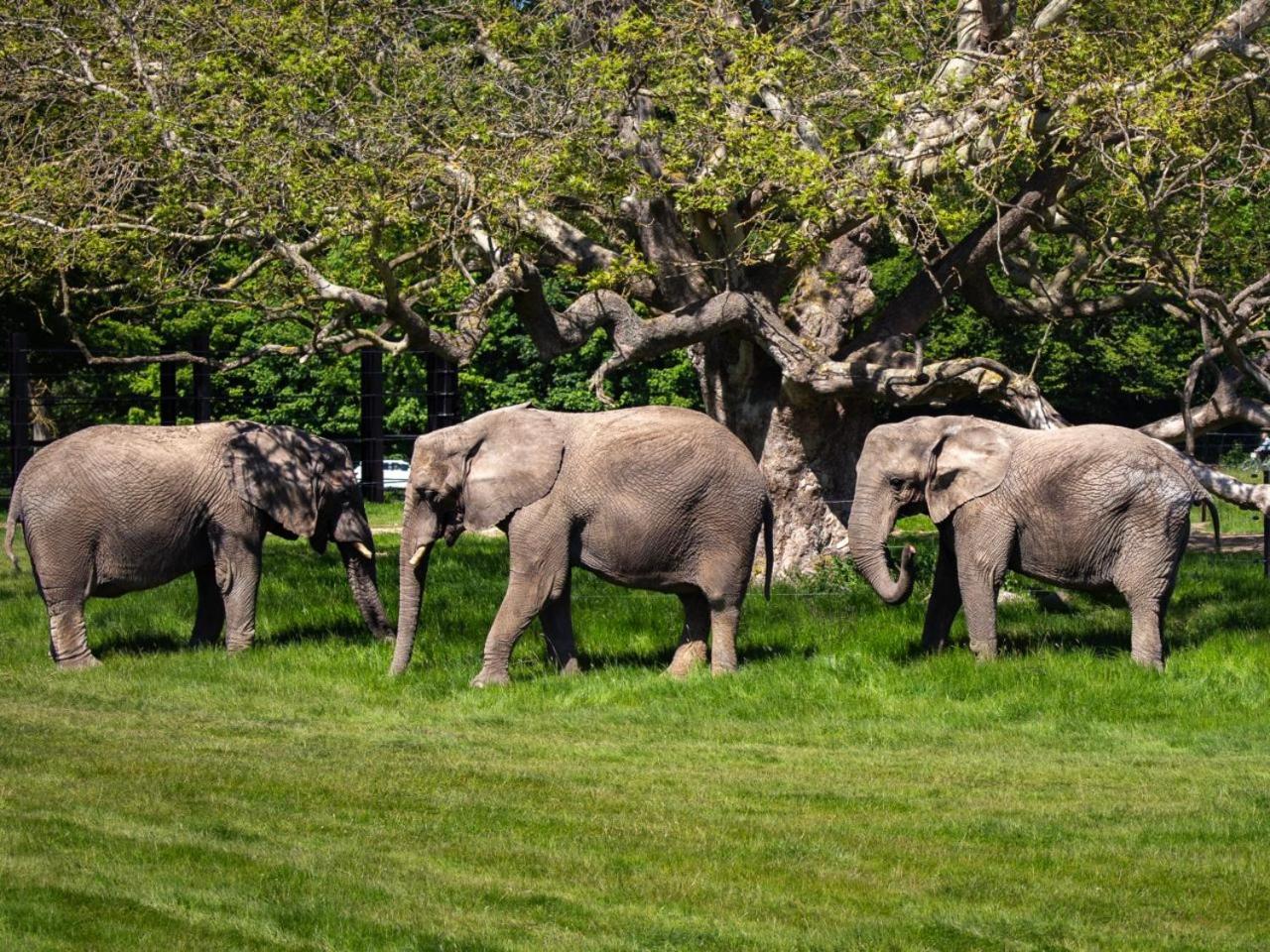 Knuthenborg Safaripark Hotel Maribo Bagian luar foto